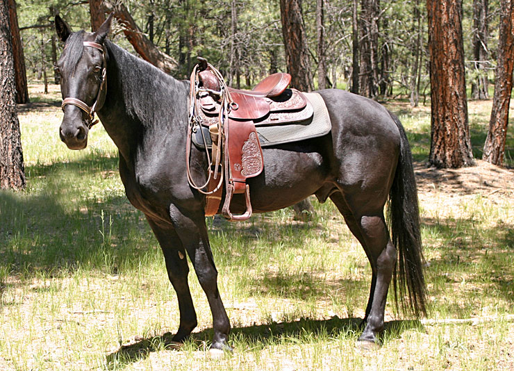 Black Horse For Sale Mn at Lauren Vanpelt blog